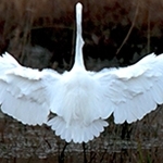 _MG_0363 décollage de la grande aigrette